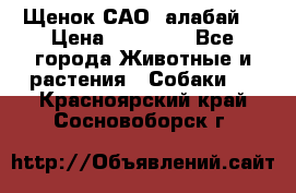 Щенок САО (алабай) › Цена ­ 10 000 - Все города Животные и растения » Собаки   . Красноярский край,Сосновоборск г.